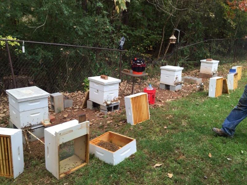 Beehives in the yard