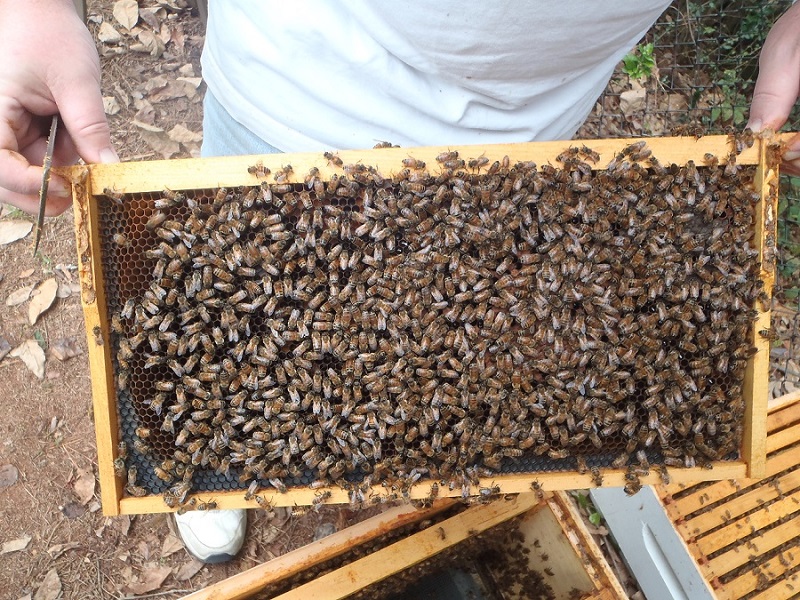 Bees on comb
