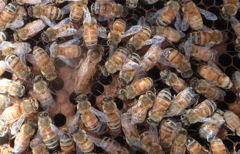 Queen bee laying eggs